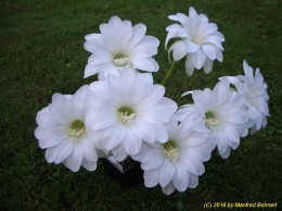 Echinopsis Hybride 026